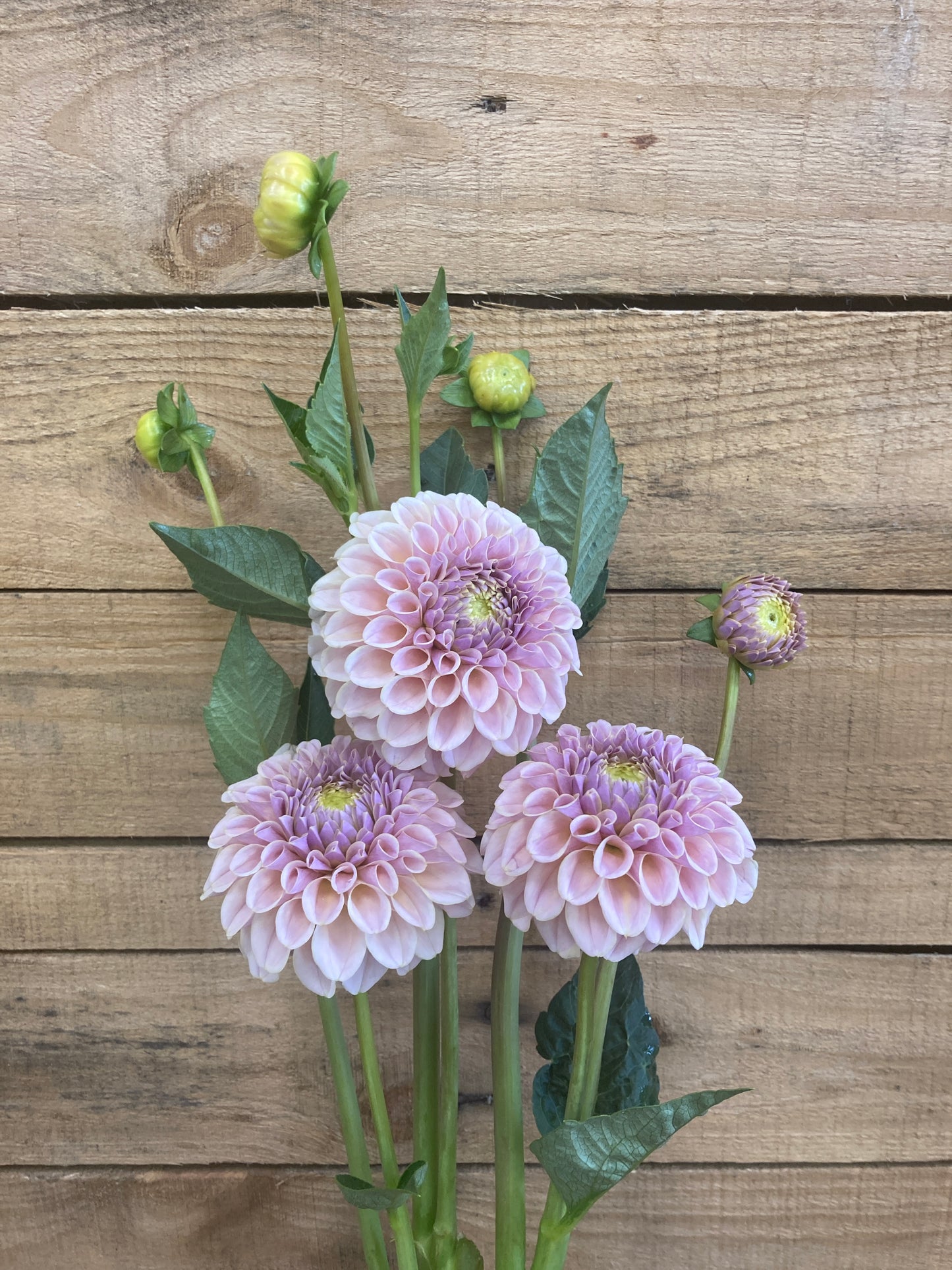 KA’s® Cinder Rose