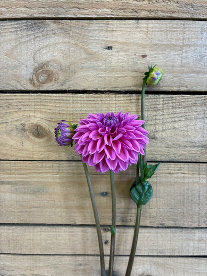 Pink Sylvia