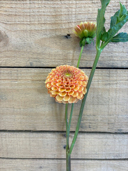 Amber Queen