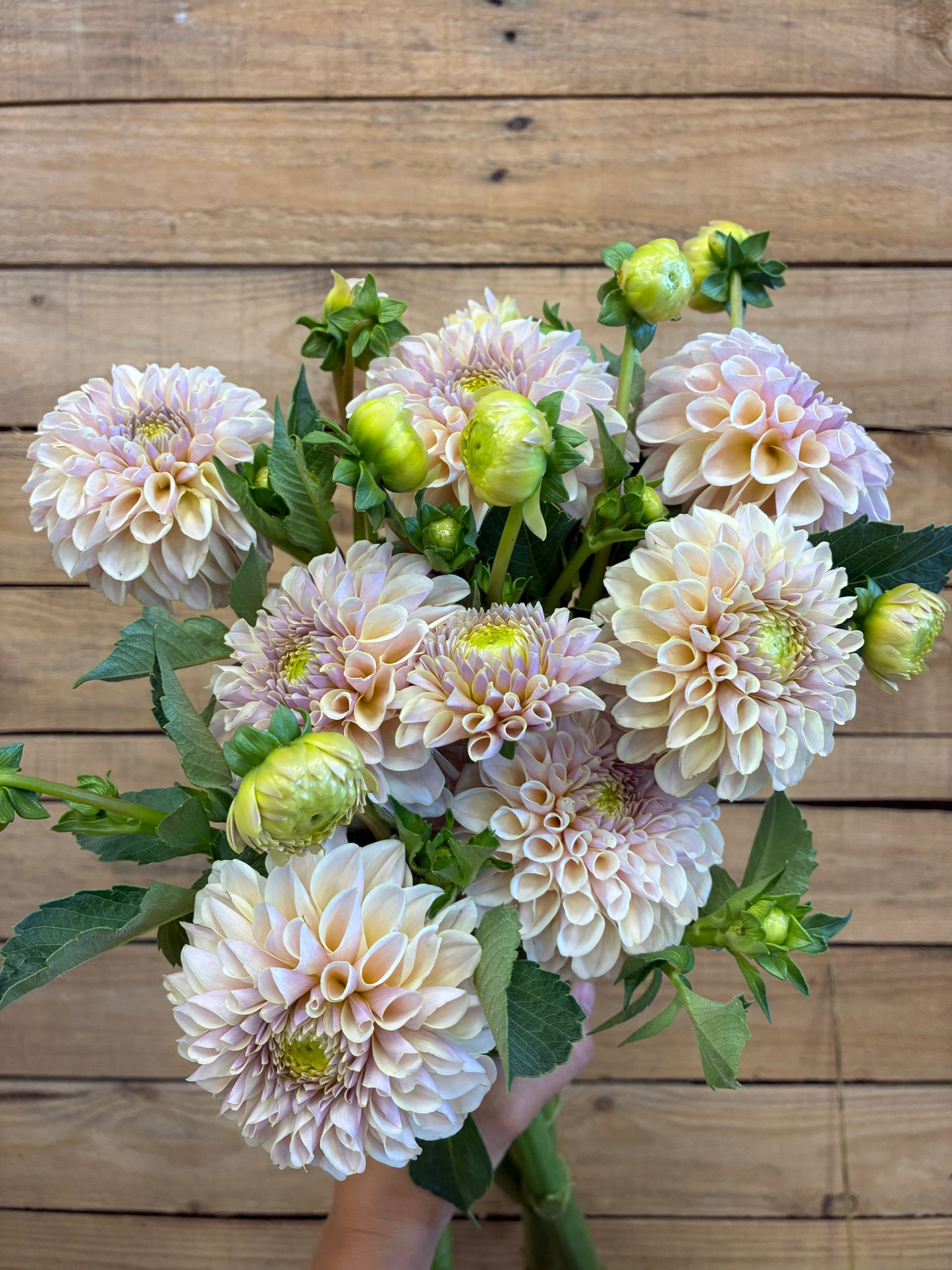 KA’s® Cinder Rose