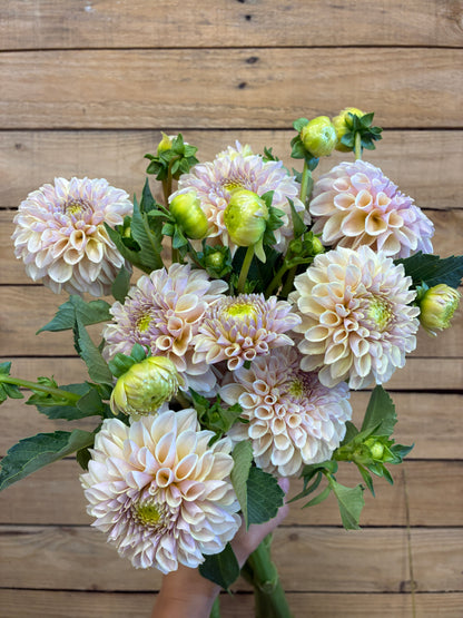 KA’s® Cinder Rose