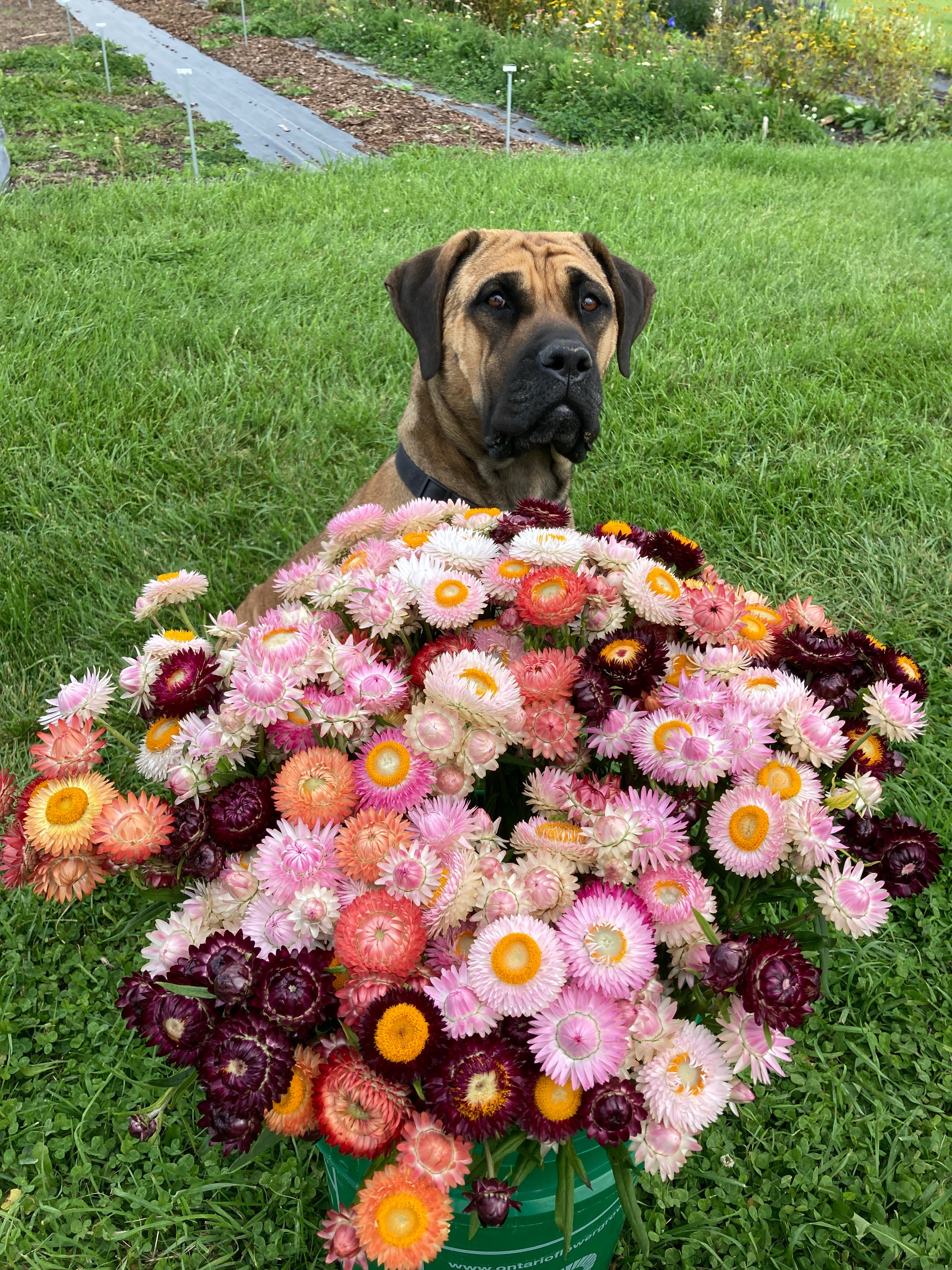 Picture of dog standing behind bucket full of flowers
